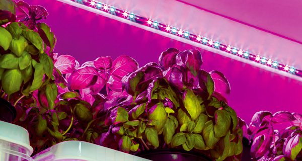 Horticulture lighting tuned for growing fruits and vegetables.